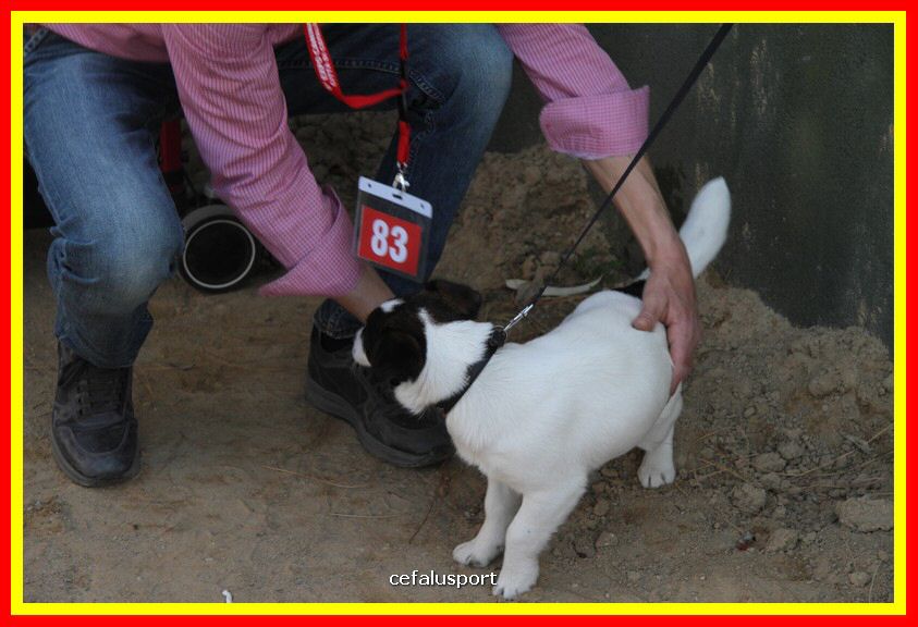 180311 mostra_canina 101.jpg